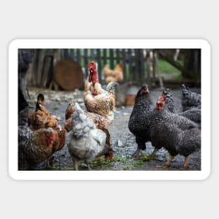 Free range chicken in the countryside Sticker